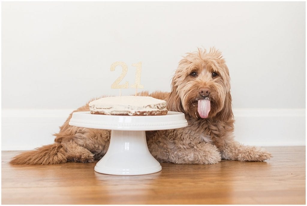 how do you plan a dog birthday party