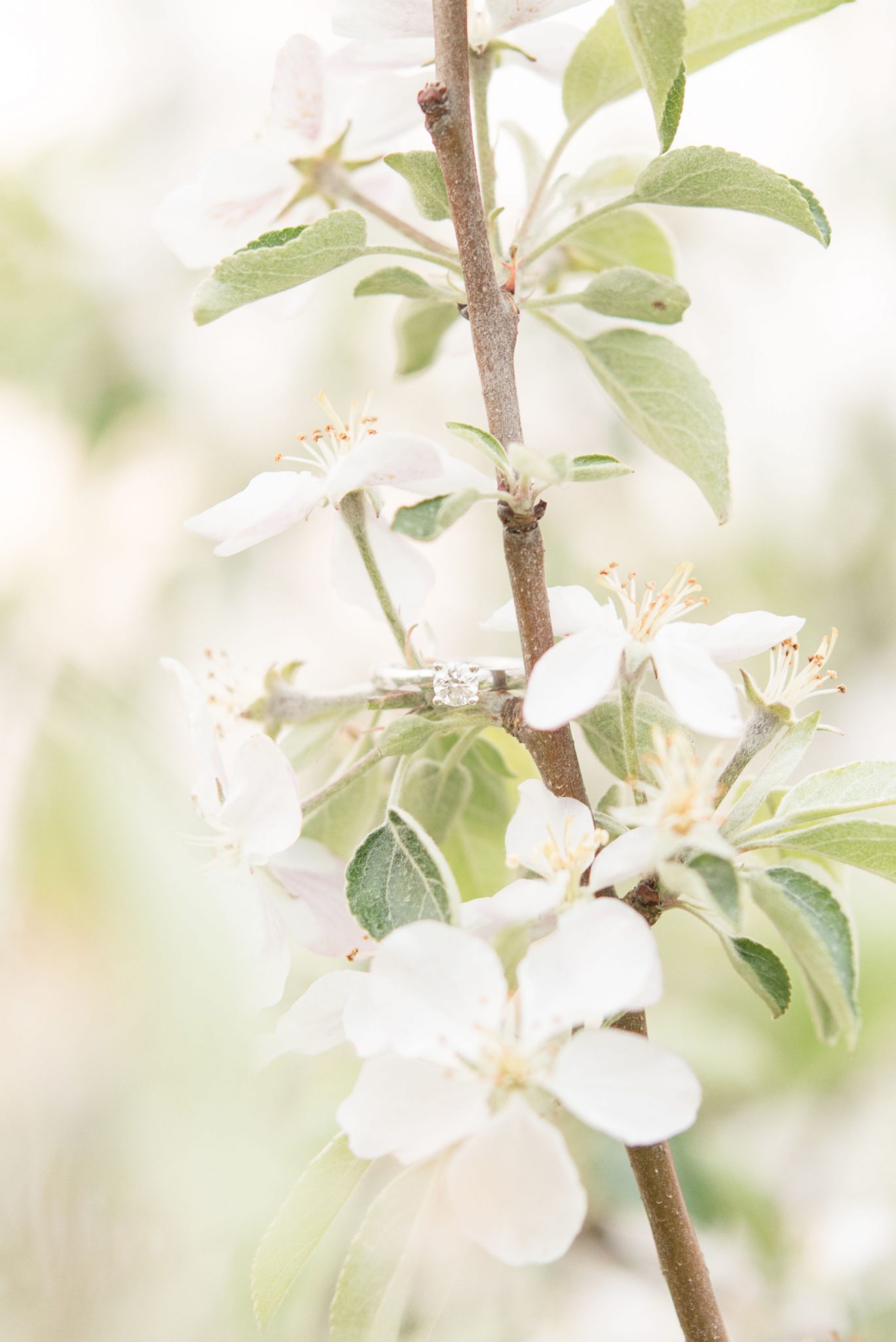 Detail of ring in flowering tree by Indianapolis wedding photographer Victoria Rayburn Photography