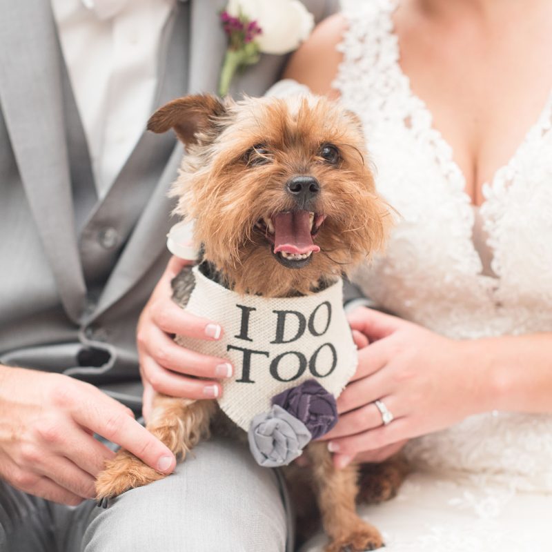 Newlyweds with dog wearing bandana that says "I do too" by Indianapolis wedding photographer Victoria Rayburn Photography