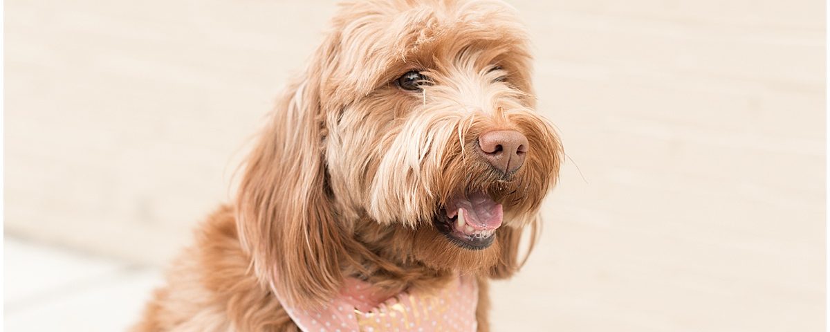 Hattie Rayburn, Victoria Rayburn's goldendoodle, in downtown Lafayette, Indiana