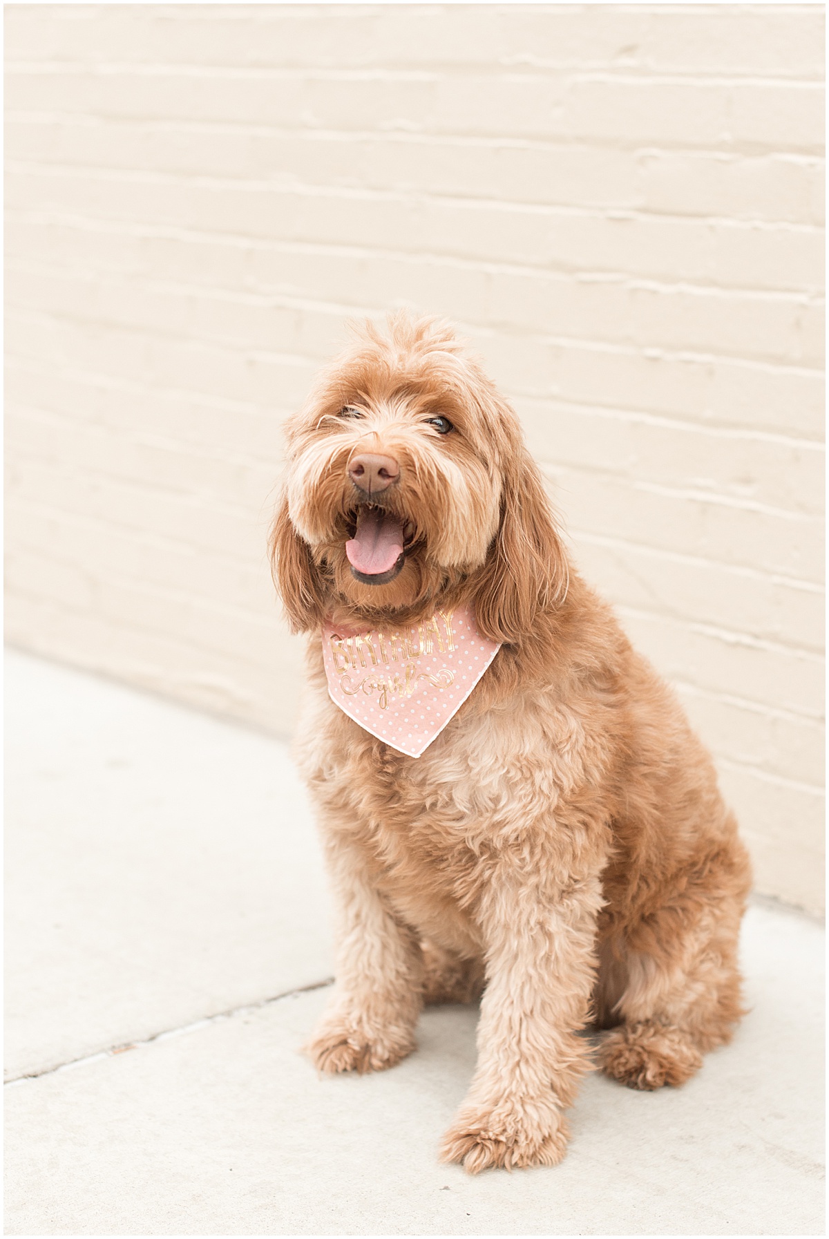 Hattie Rayburn, Victoria Rayburn's goldendoodle, in downtown Lafayette, Indiana