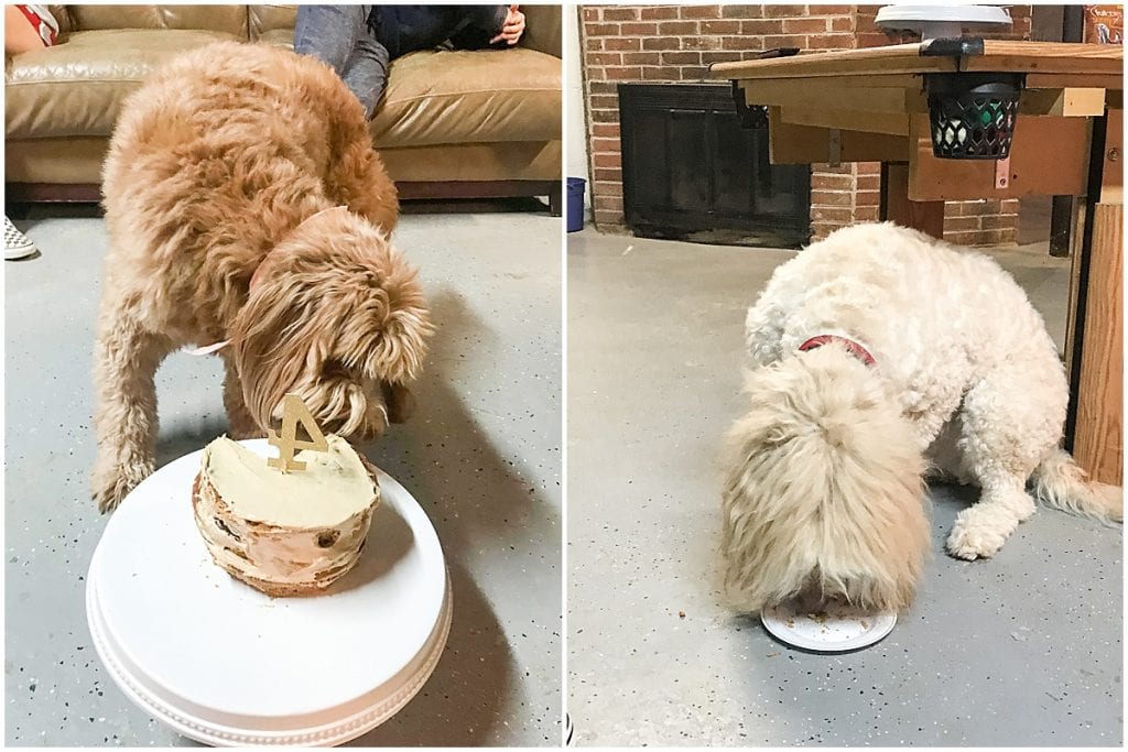 Dogs eating cake at dog birthday party