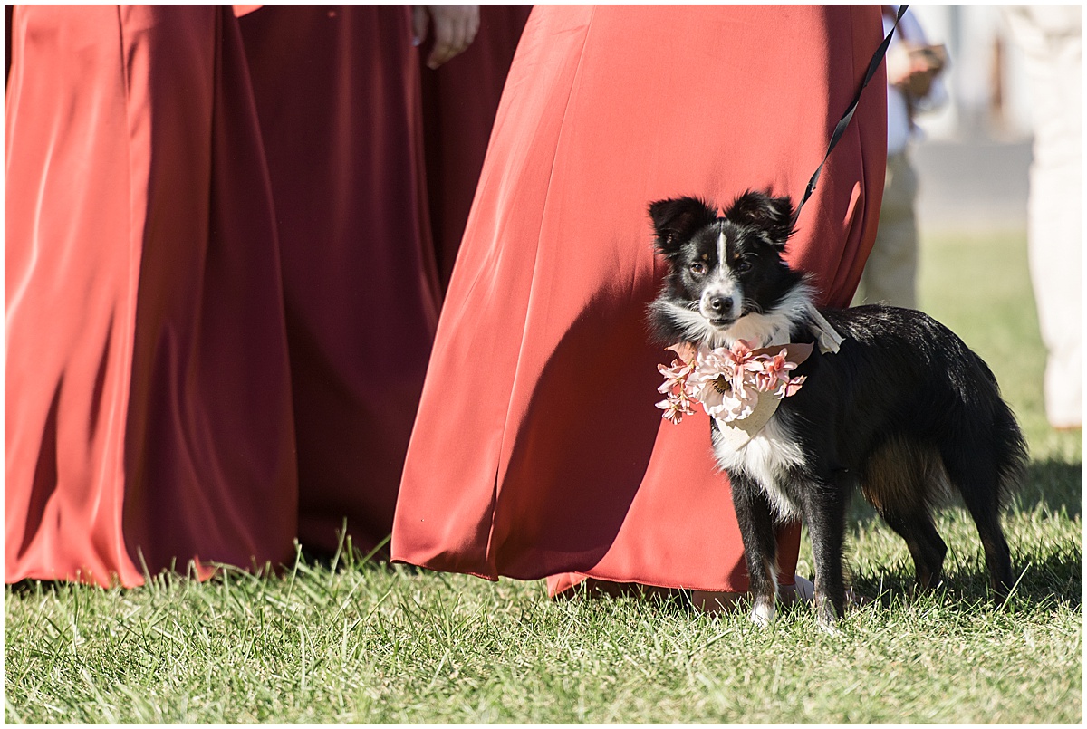 Dog waiting for bride at Miami County Fairgrounds wedding in Peru, Indiana