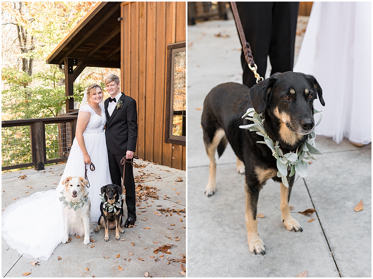 Bride and groom with dogs before fall wedding at 3 Fat Labs in Greencastle, Indiana