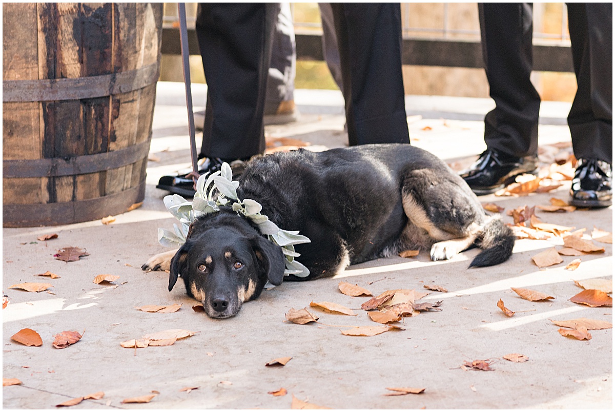 Couple's dog relaxing during ceremony at fall wedding at 3 Fat Labs in Greencastle, Indiana