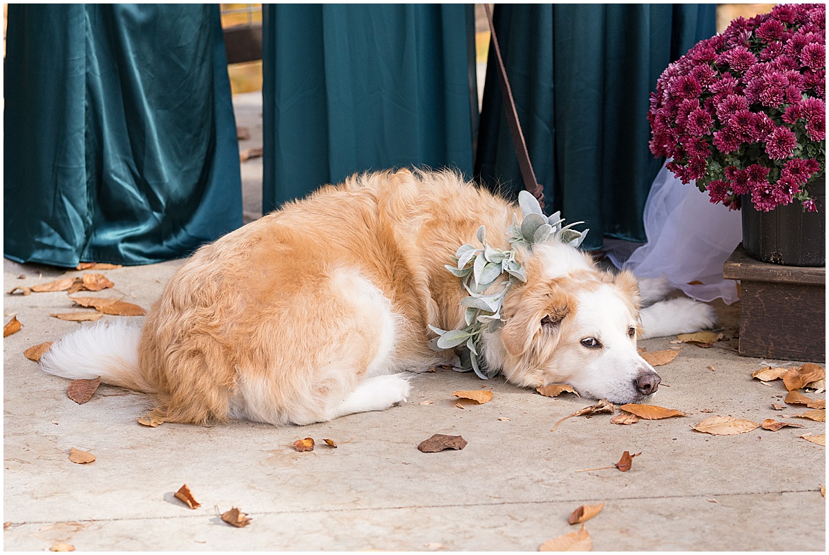 Dog relaxing in ceremony at fall wedding at 3 Fat Labs in Greencastle, Indiana